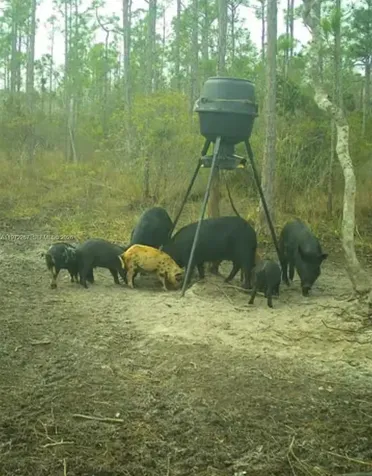 11500 SW Warfield Indian Town FL 34956