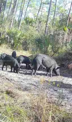 11500 SW Warfield Indian Town FL 34956