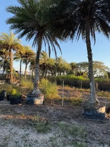 17450 SW 208th Street Miami FL 33187