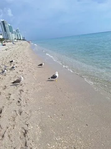 2030 S Ocean Drive Hallandale Beach FL 33009