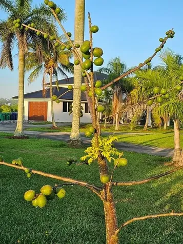 20520 SW 190th Street Miami FL 33187