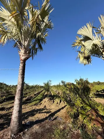 287XX SW 107 Avenue Unincorporated Dade FL 33033