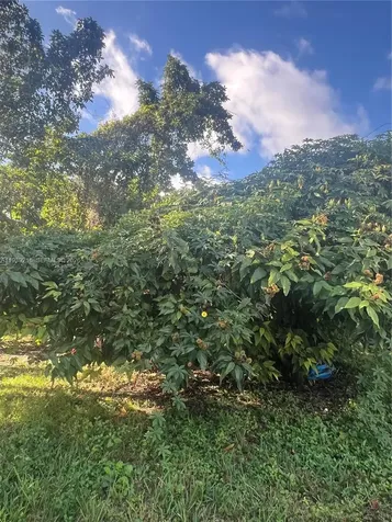 17540 SW 254th Street Homestead FL 33031