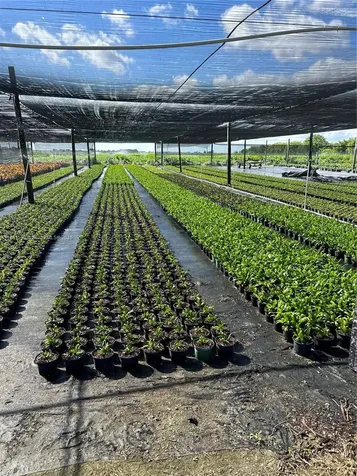 Krome Homestead FL 33034