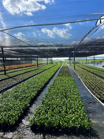 Krome Homestead FL 33034