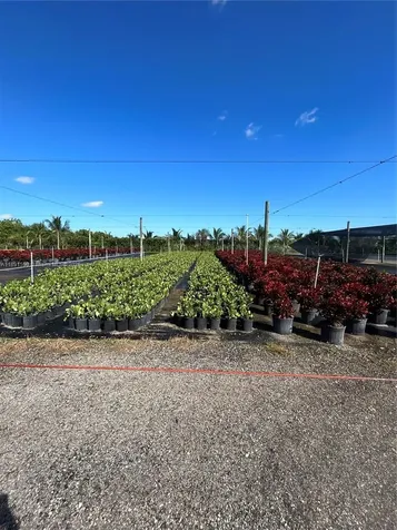 Krome Homestead FL 33034