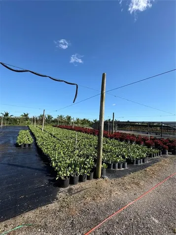 Krome Homestead FL 33034