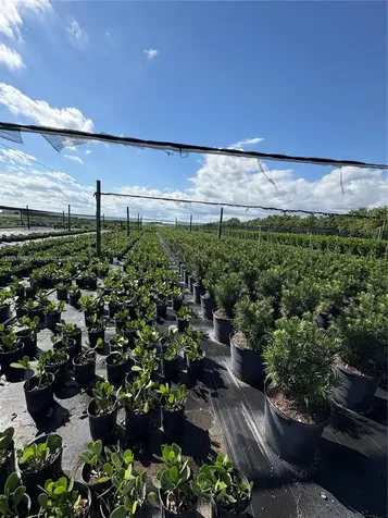 Krome Homestead FL 33034
