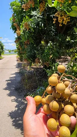 20970 SW 296 Street Homestead FL 33030