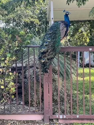 17625 SW 91st Avenue Palmetto Bay FL 33157