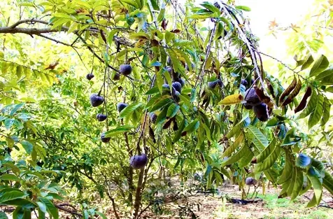 31050 SW 193rd Avenue Homestead FL 33030