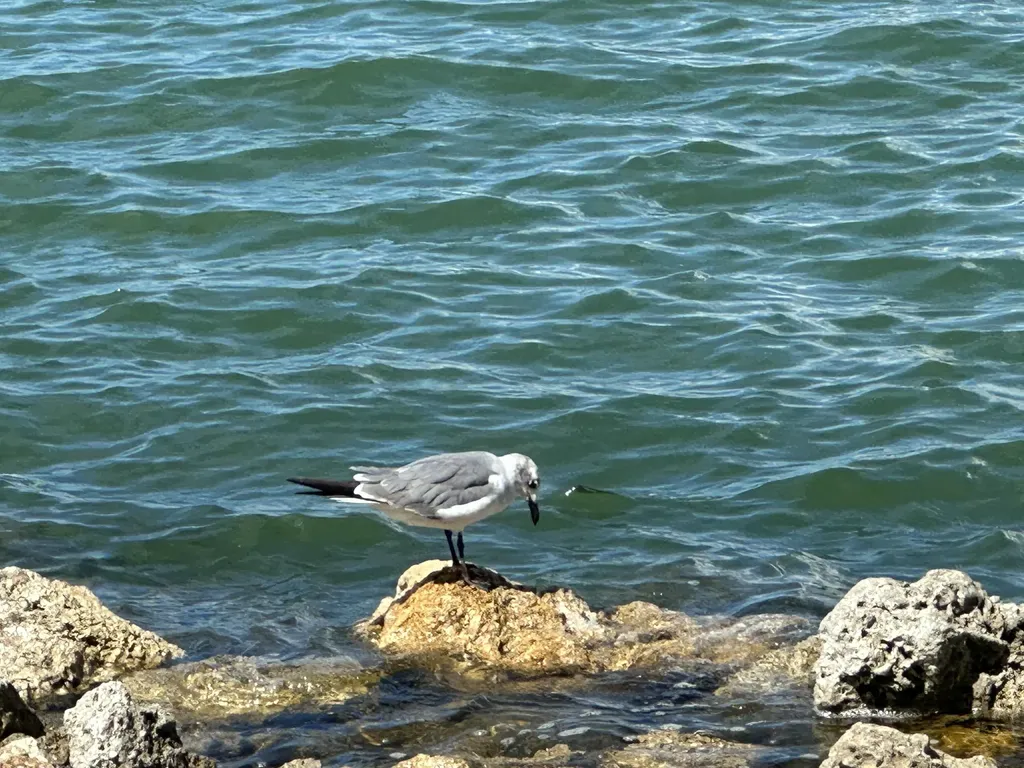 410 Cristobal Street Naples FL 34113