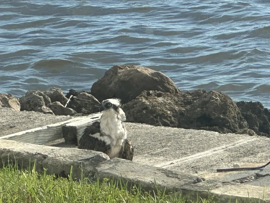 410 Cristobal Street Naples FL 34113