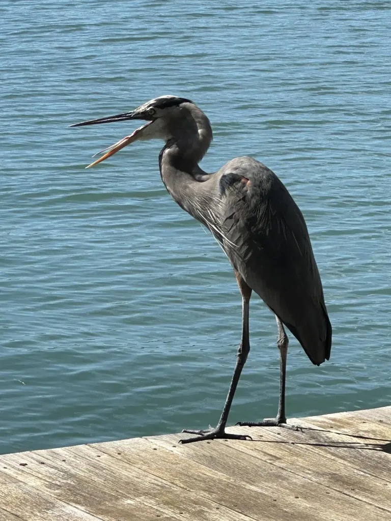 410 Cristobal Street Naples FL 34113