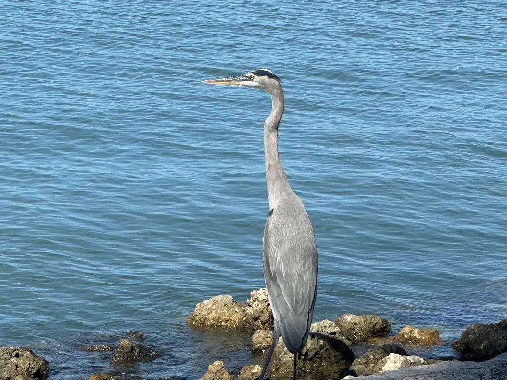 410 Cristobal Street Naples FL 34113