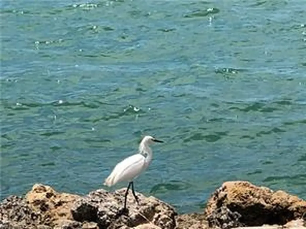 410 Cristobal Street Naples FL 34113