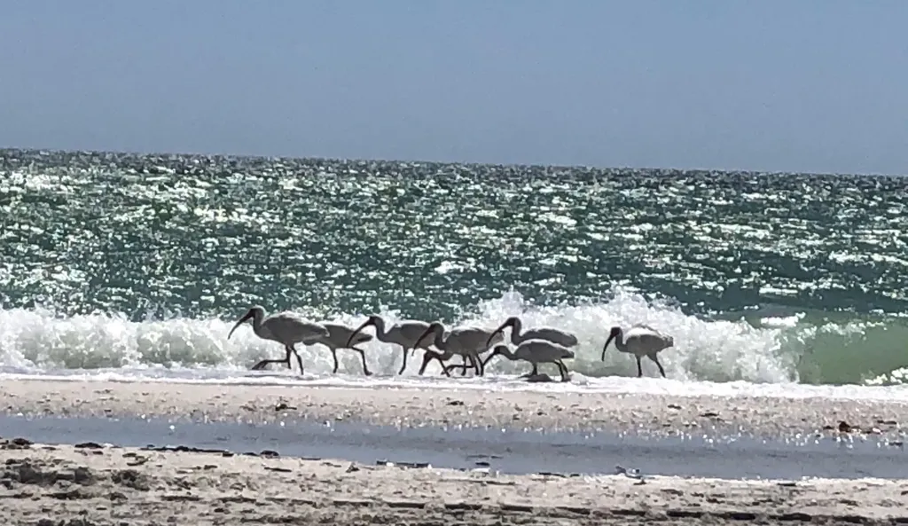 278 Bass Court Marco Island FL 34145