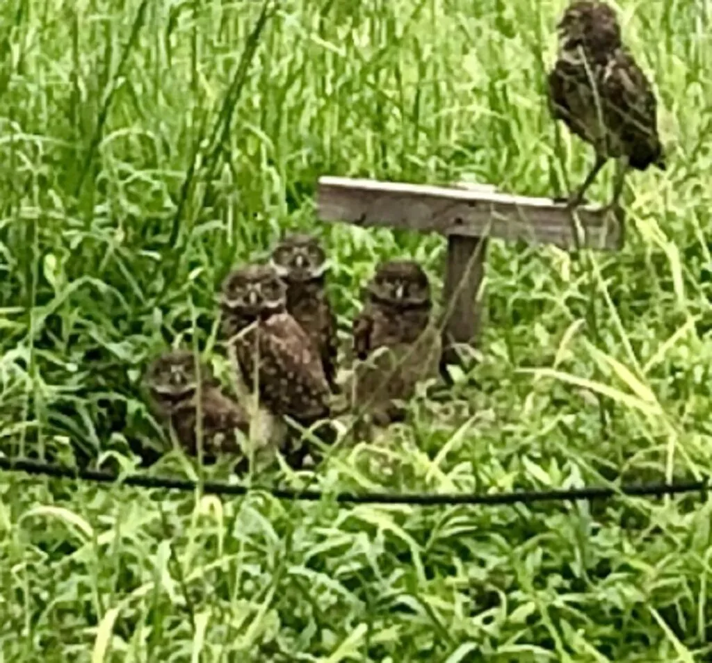 278 Bass Court Marco Island FL 34145