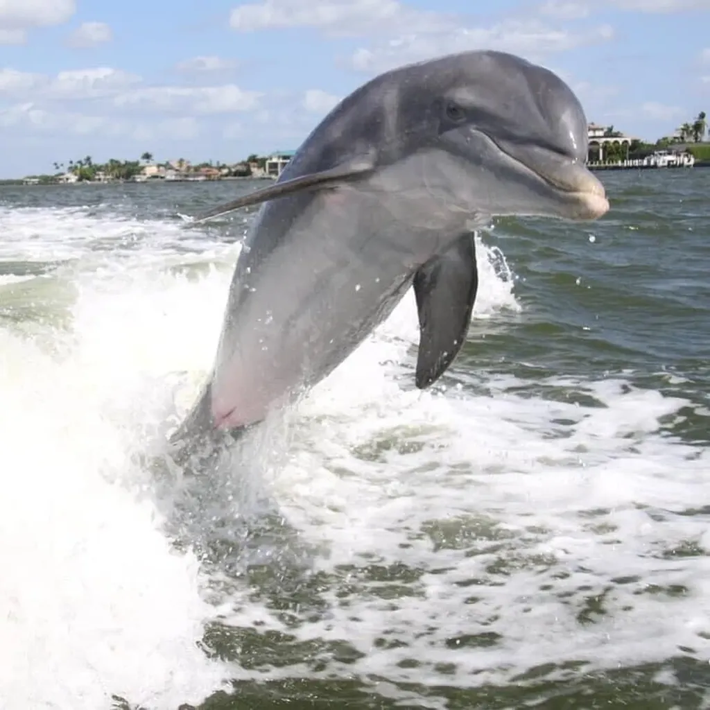 1020 S Collier Marco Island FL 34145