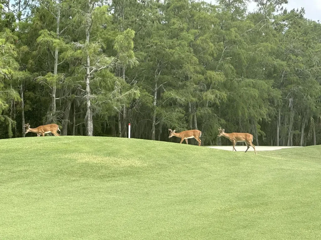 3715 Buttonwood Way Naples FL 34112