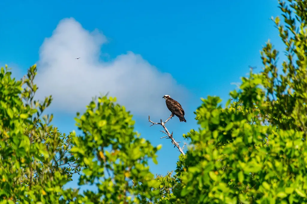 839 Dandelion Court Marco Island FL 34145