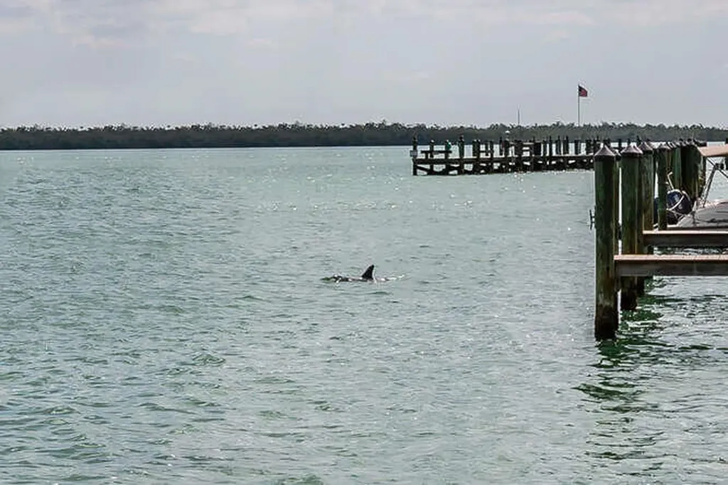 1215 Edington Marco Island FL 34145