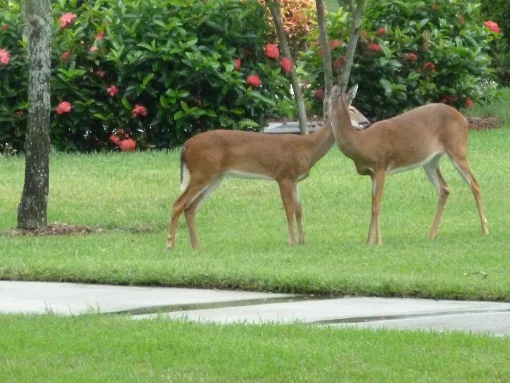 8610 Cedar Hammock Naples FL 34112