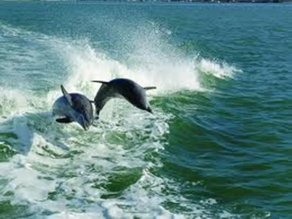 1709 Wavecrest Court Marco Island FL 34145