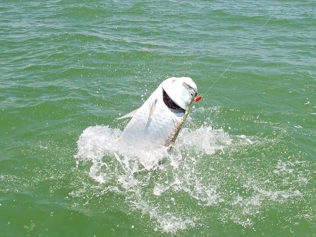 338 Newport Drive Naples FL 34114