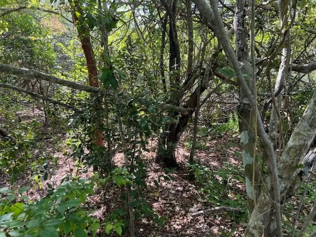 0 No Access Road Everglades City FL 34139