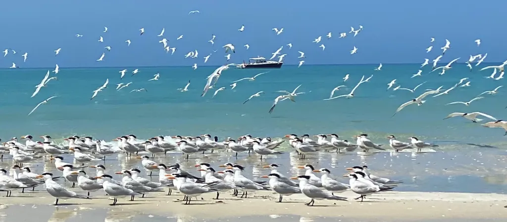 - W Pelican Street Isles Of Capri FL 34113