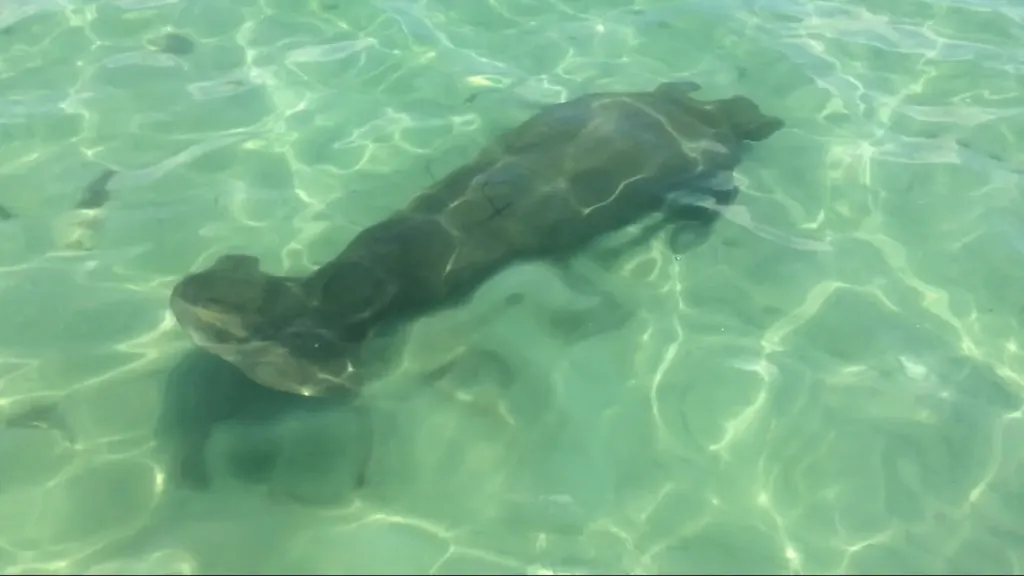 - W Pelican Street Isles Of Capri FL 34113