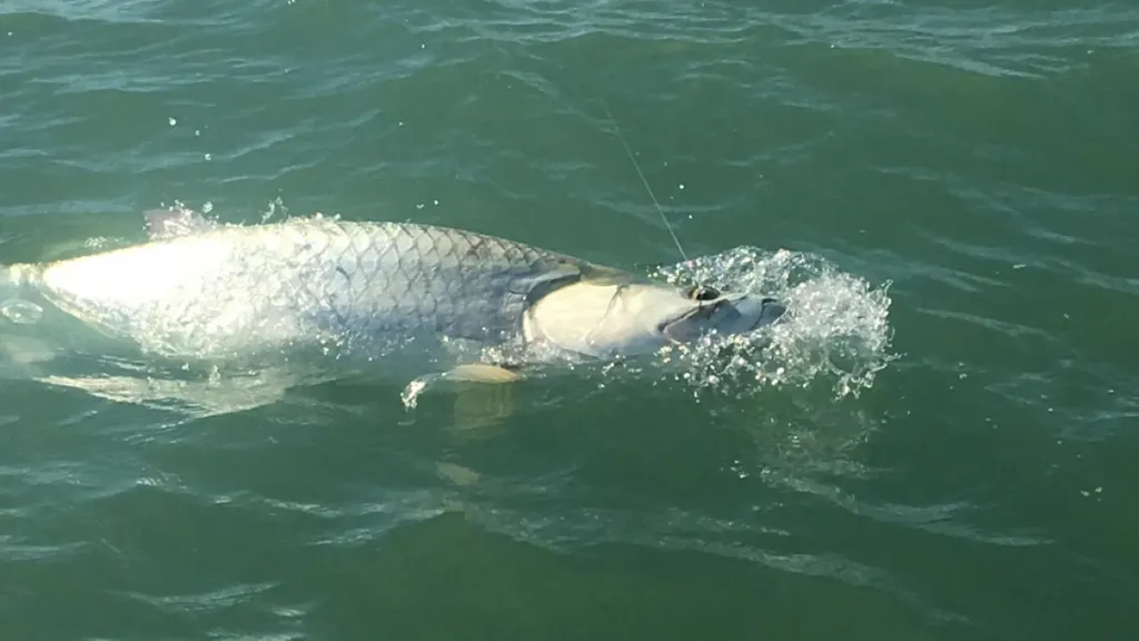 - W Pelican Street Isles Of Capri FL 34113