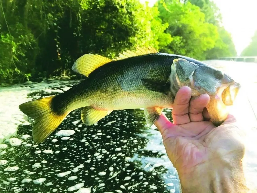 839 Wilmington Parkway Cape Coral FL 33993