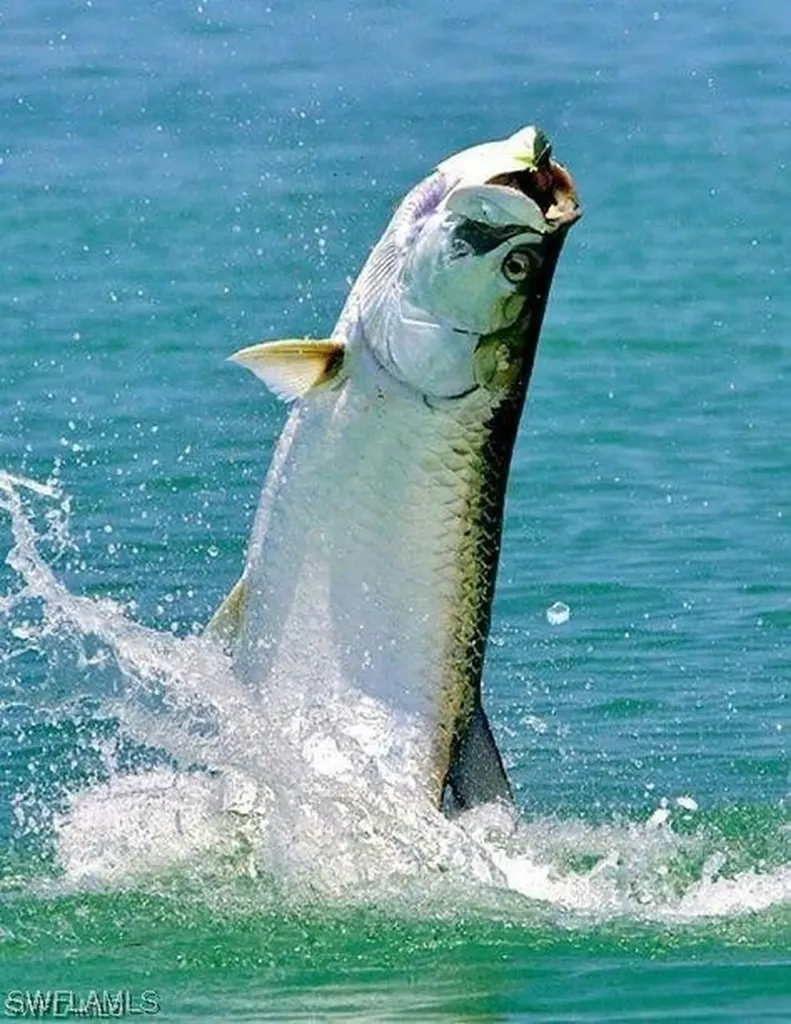 7141 Guava Avenue Bokeelia FL 33922