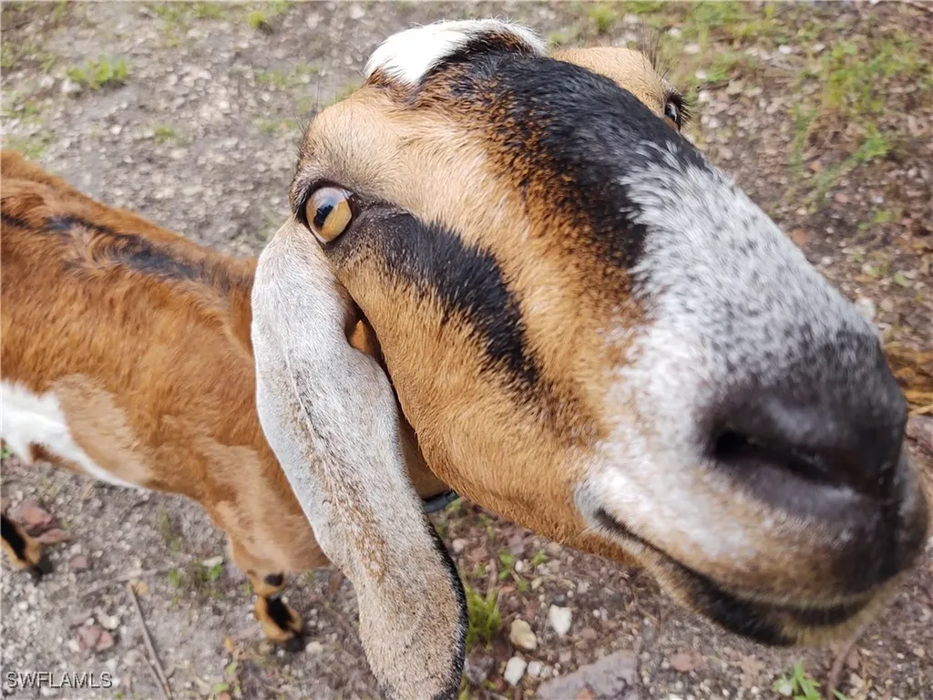 185 Appaloosa Avenue Clewiston FL 33440