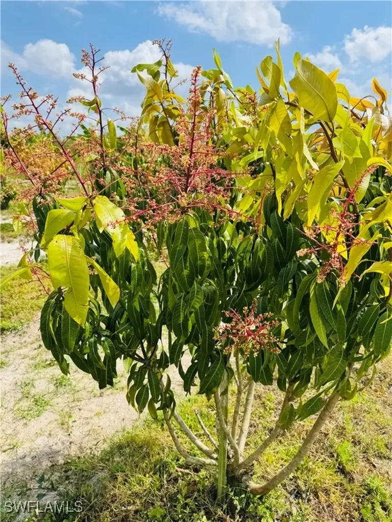 4276 2nd Road Labelle FL 33935