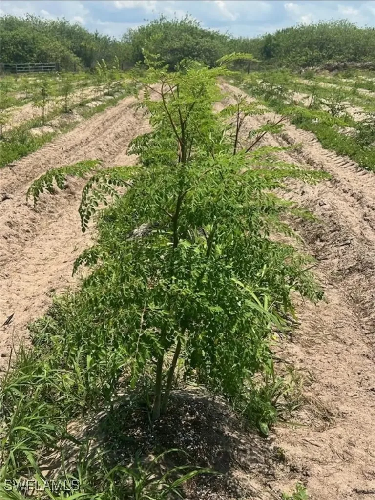 4276 2nd Road Labelle FL 33935