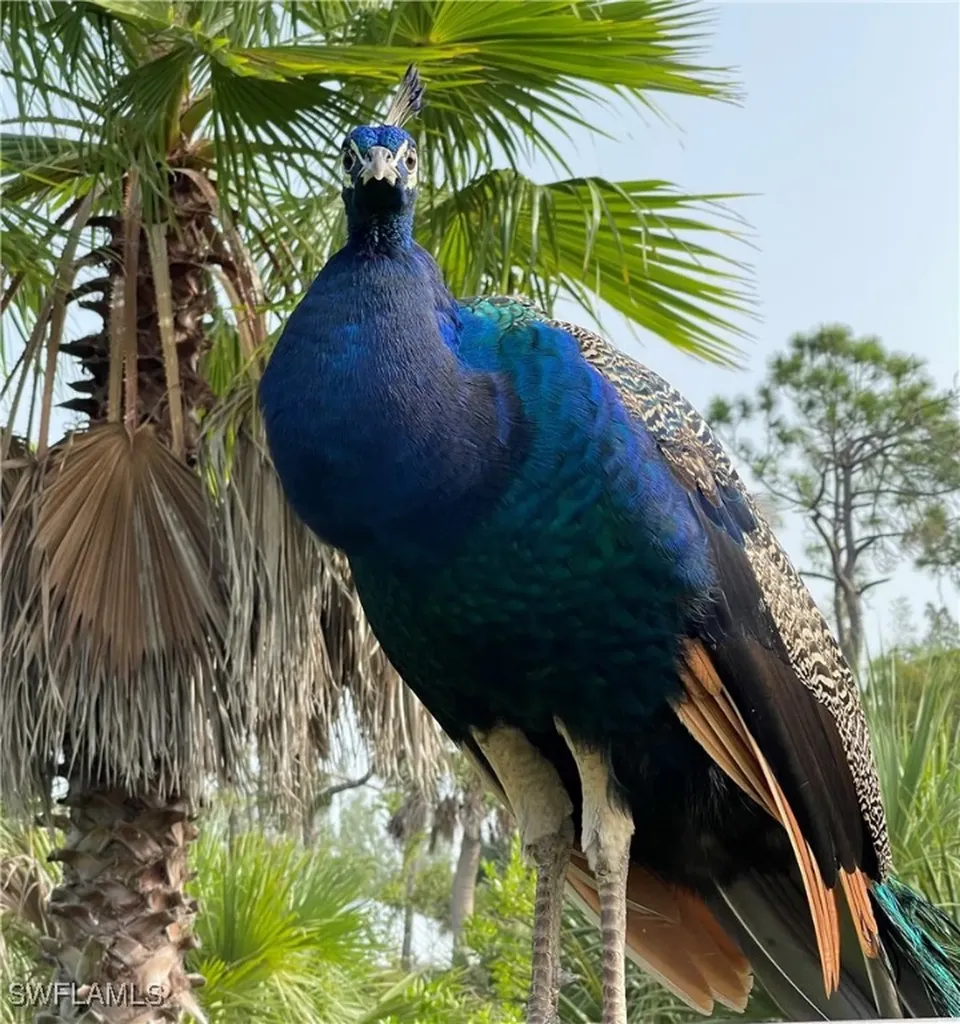 6831 Tropical Lane Bokeelia FL 33922