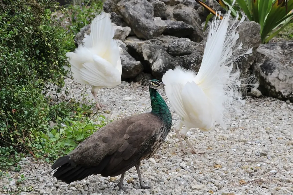 6831 Tropical Lane Bokeelia FL 33922