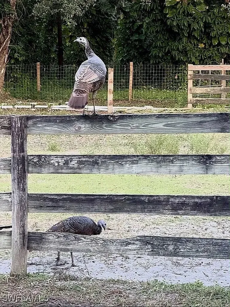 23261 Tuckahoe Road Alva FL 33920