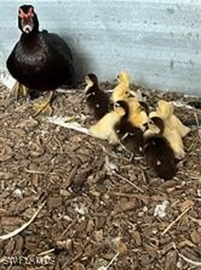 17181 Katydid Lane Fort Myers FL 33913