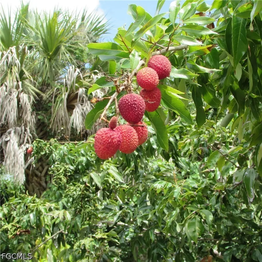 7697 Beach Daisy Lane Bokeelia FL 33922