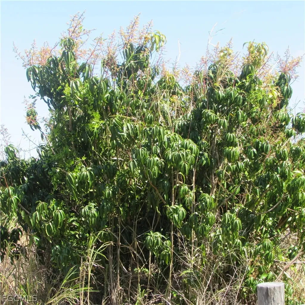 13171 Samadani Lane Bokeelia FL 33922