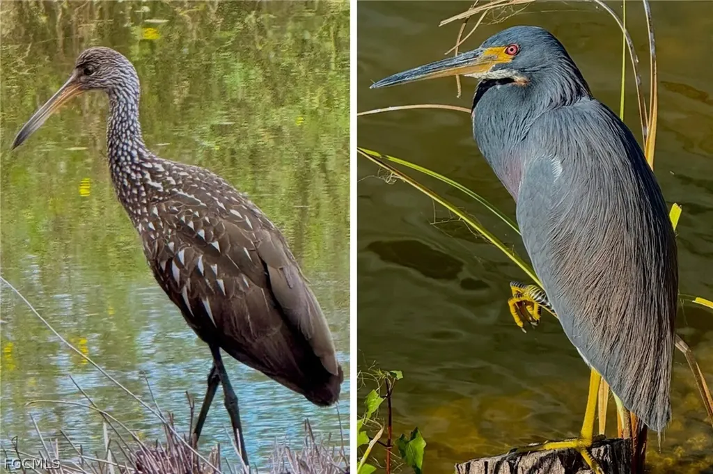 14593 Aeries Way Drive Fort Myers FL 33912