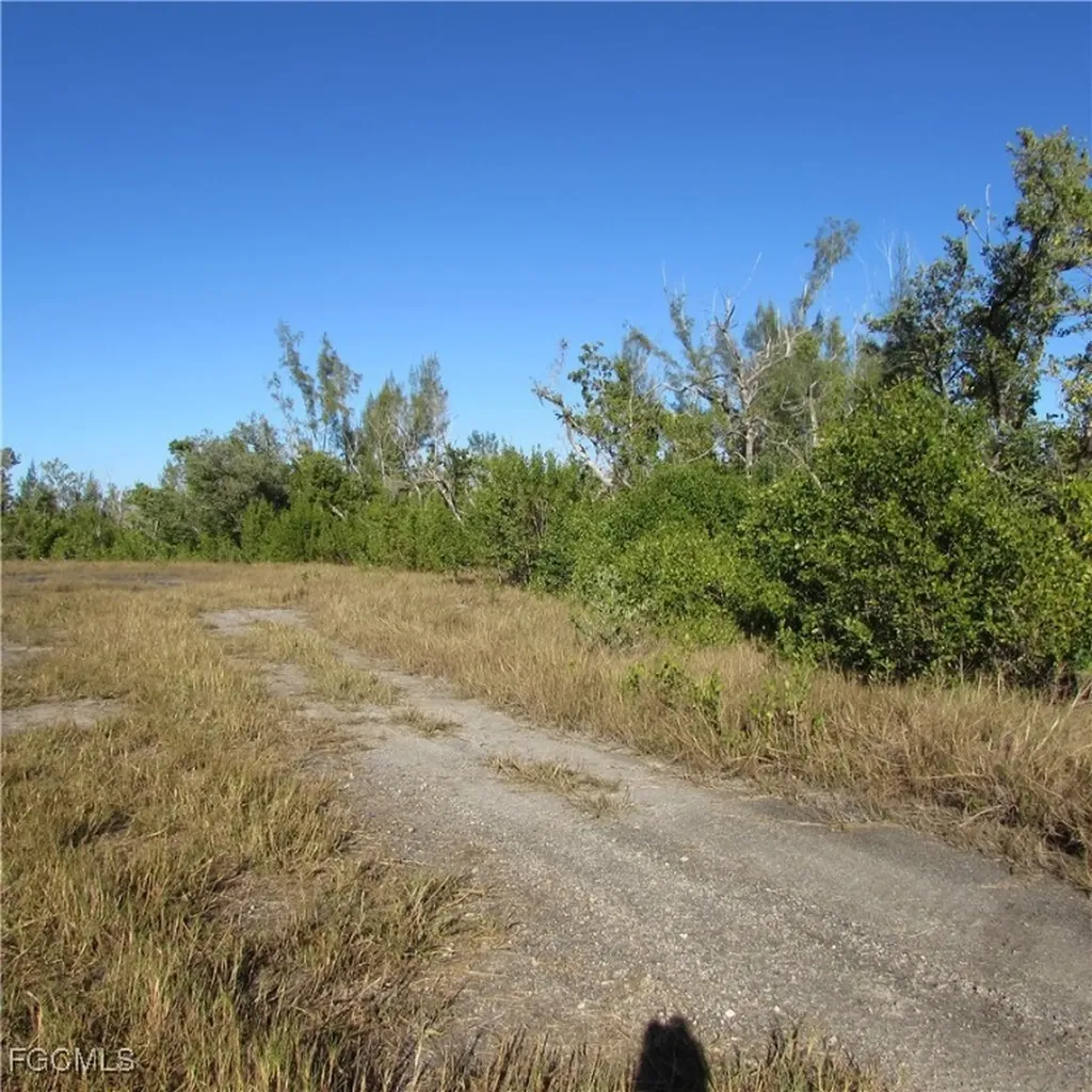 Ficus Tree Bokeelia FL 33922
