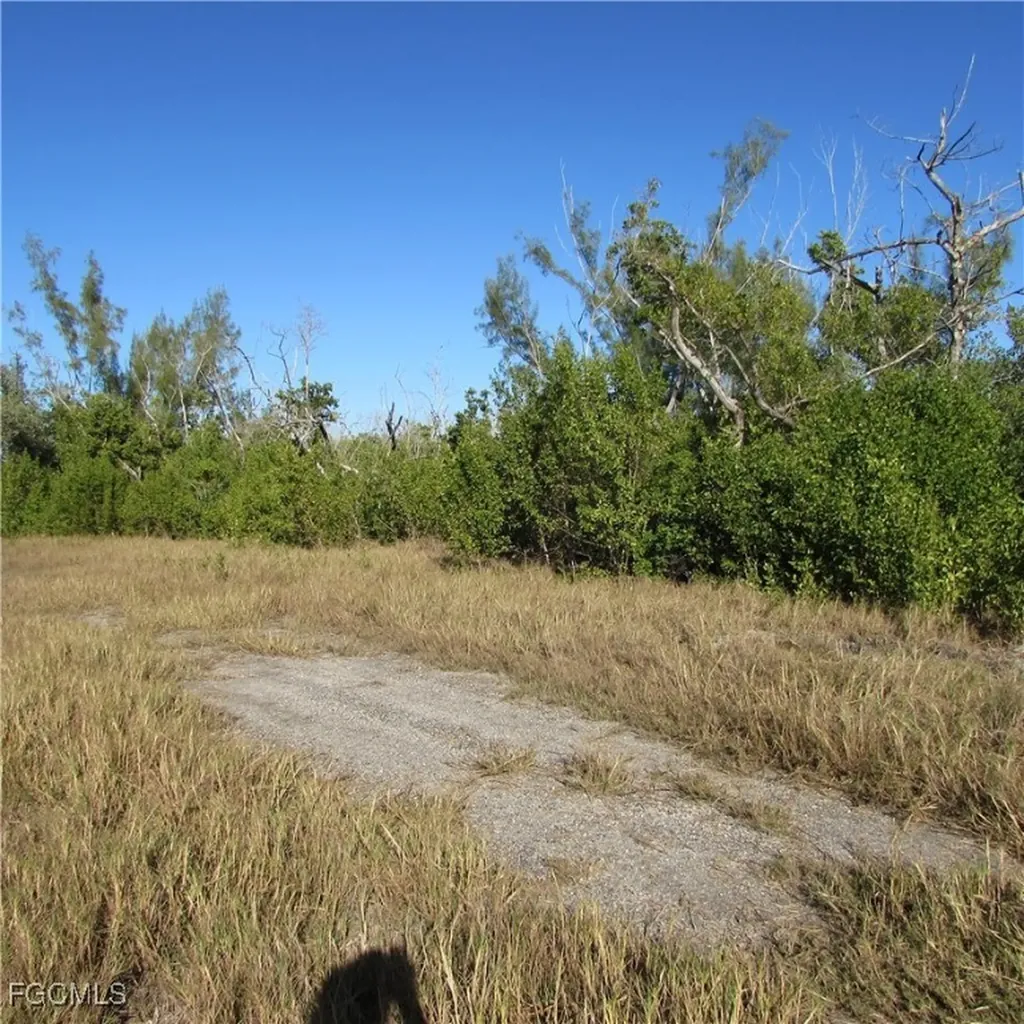 Ficus Tree Bokeelia FL 33922