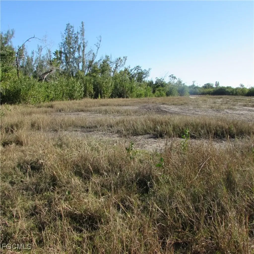 Ficus Tree Bokeelia FL 33922