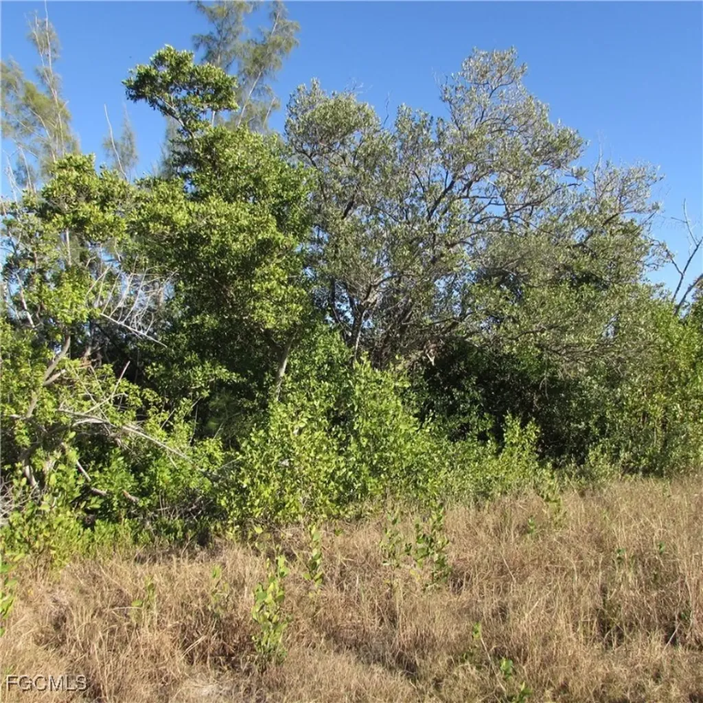 Ficus Tree Bokeelia FL 33922