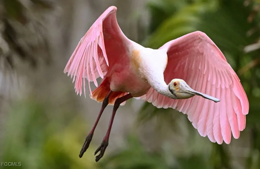 1810 NE 21st Place Cape Coral FL 33909